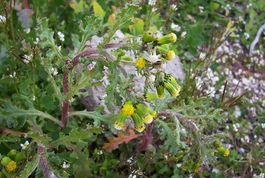 Image of groundsel