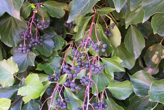 Image of English ivy