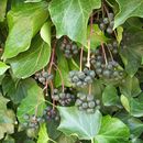 Image of English ivy