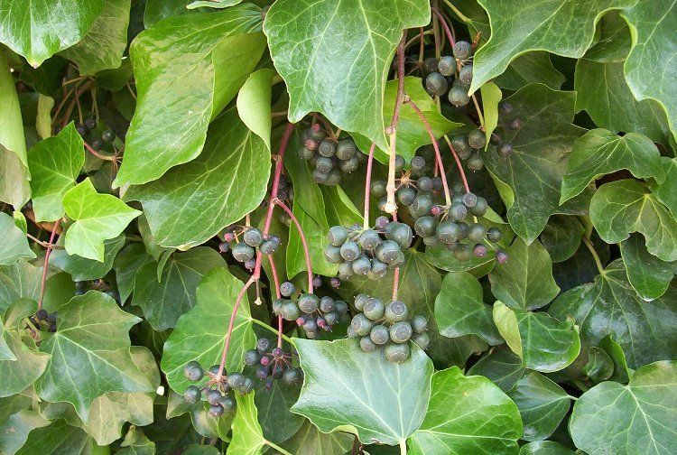 Image of English ivy