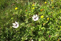 Image of lilies-of-the-field