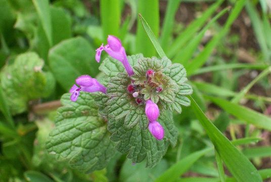 Image of common henbit