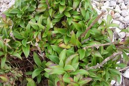 Image of Red Valerian