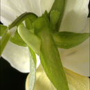 Image of <i>Viola <i>tricolor</i></i> ssp. tricolor