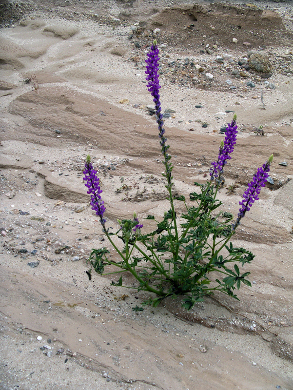 Imagem de Lupinus arizonicus (S. Watson) S. Watson