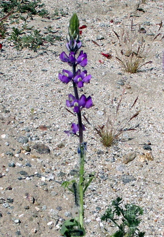 Imagem de Lupinus arizonicus (S. Watson) S. Watson