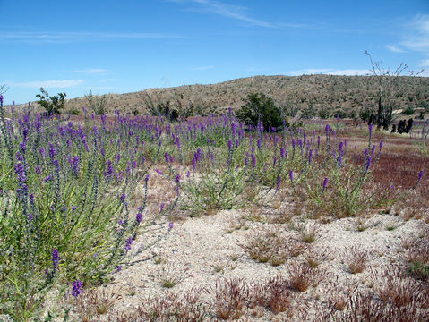 Image of Arizona lupine