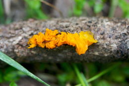 Image of Witches butter