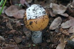 Image of Bittersweet orange ringless amanita