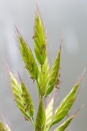 Imagem de Bromus ferronii Mabille