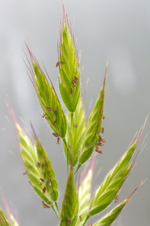 Bromus ferronii Mabille的圖片