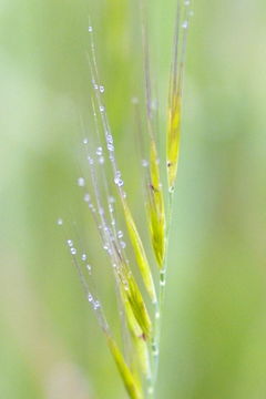 Image of <i>Festuca microstachys</i>