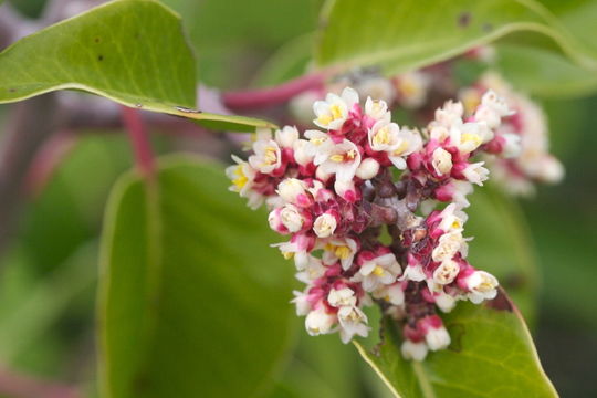 Rhus ovata S. Wats. resmi