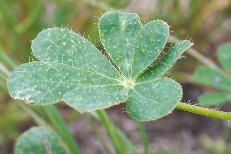 Plancia ëd Lupinus hirsutissimus Benth.