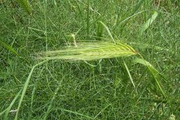Image of mosquitograss