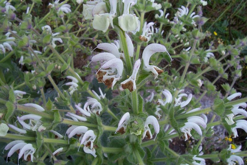 Salvia argentea L.的圖片