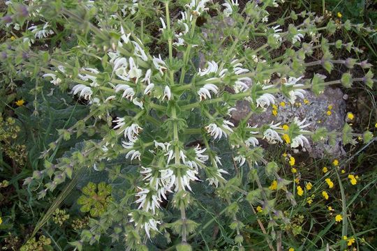 Image of silver sage