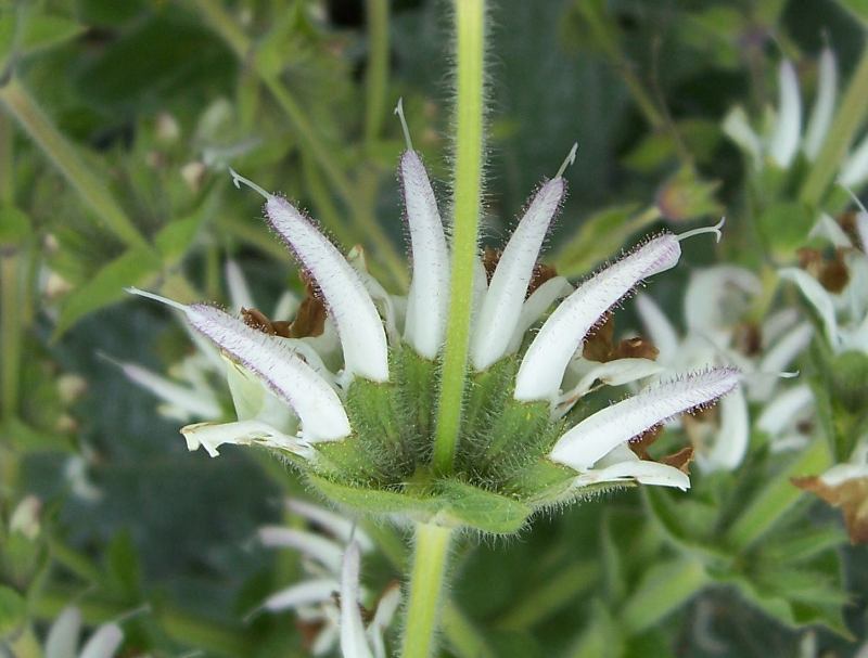 Image of silver sage