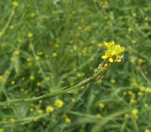 Imagem de Sisymbrium officinale (L.) Scop.