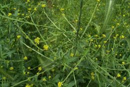 Imagem de Sisymbrium officinale (L.) Scop.