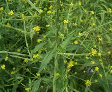 Imagem de Sisymbrium officinale (L.) Scop.