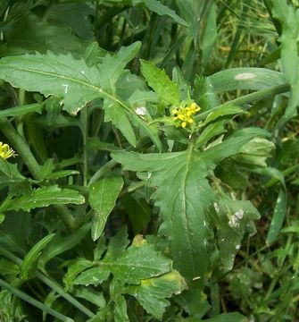 Image of English watercress