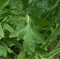 Imagem de Sisymbrium officinale (L.) Scop.