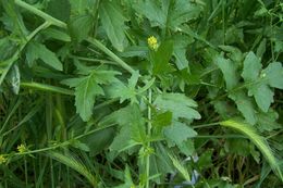 Imagem de Sisymbrium officinale (L.) Scop.