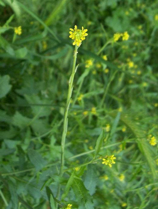 Imagem de Sisymbrium officinale (L.) Scop.