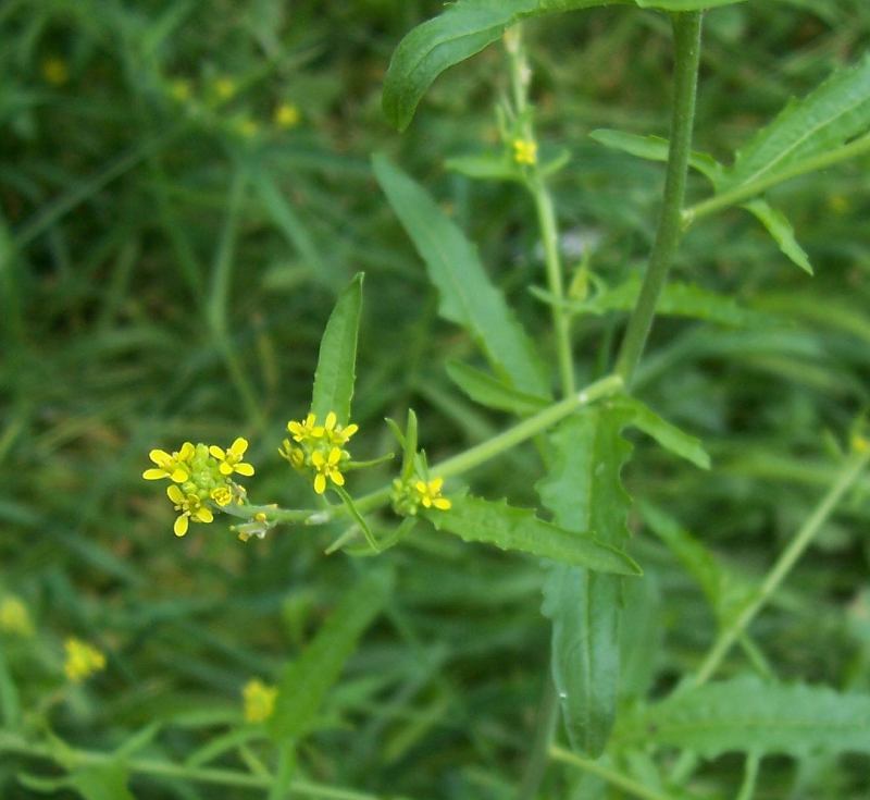 Imagem de Sisymbrium officinale (L.) Scop.