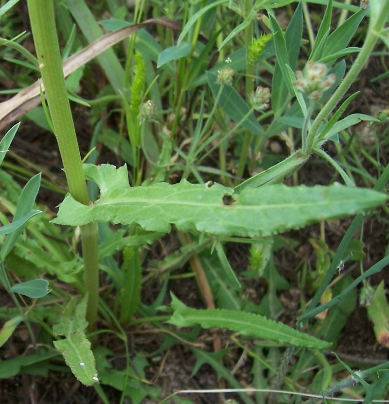 Image de Rumex thyrsoides Desf.