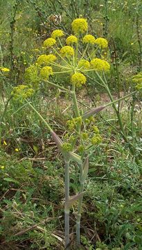 Image of Thapsia garganica L.