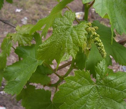 Image of wine grape