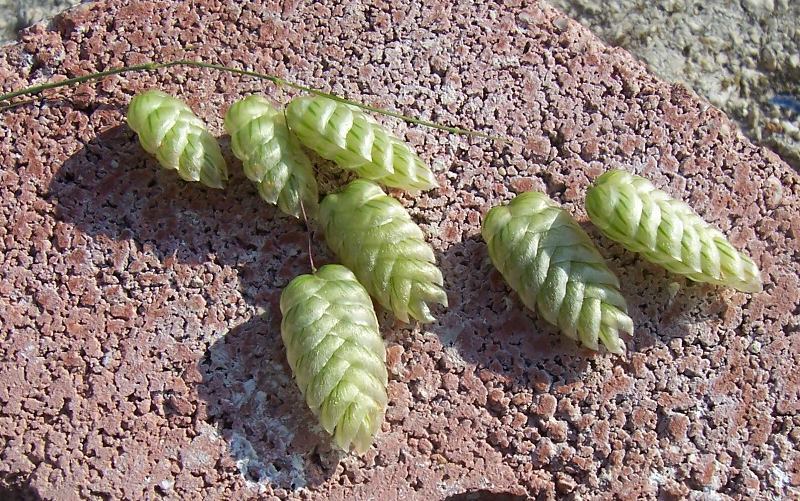 Image of big quakinggrass