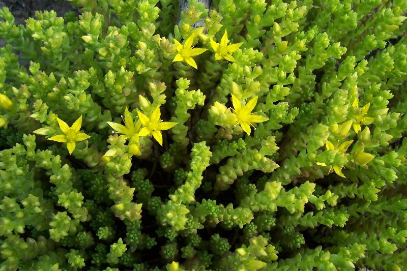 Image of Biting Stonecrop