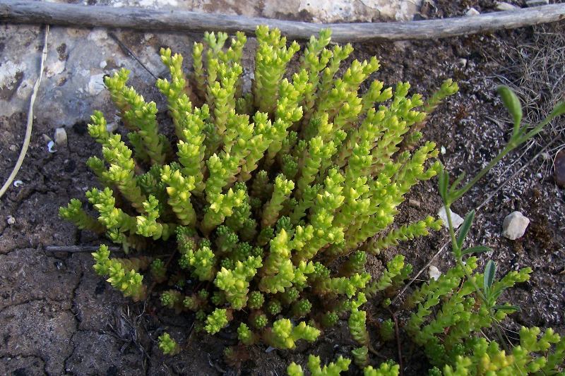 Image of Biting Stonecrop