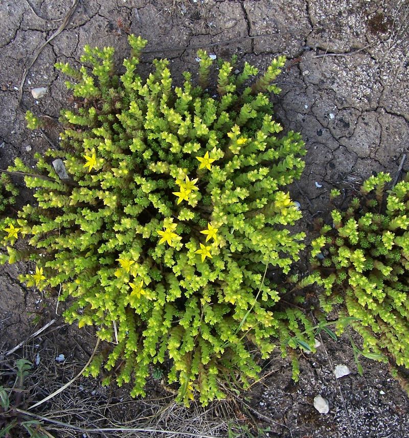 Image of Biting Stonecrop