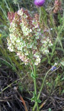 Image of Rumex thyrsoides Desf.