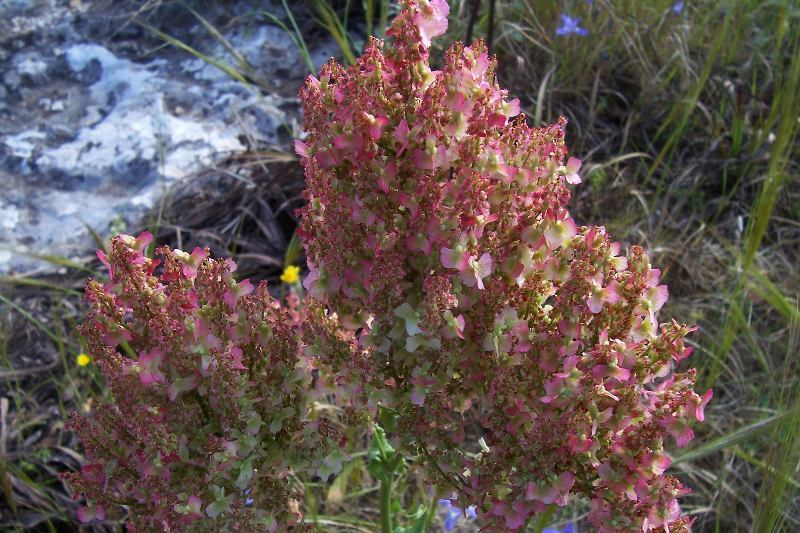 Image de Rumex thyrsoides Desf.