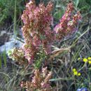 Image de Rumex thyrsoides Desf.