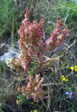 Слика од Rumex thyrsoides Desf.