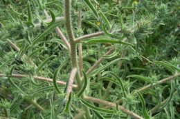 Echium asperrimum Lam.的圖片