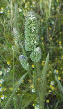 Image of Dactylis glomerata subsp. hispanica (Roth) Nyman