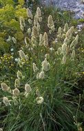 Image of Dactylis glomerata subsp. hispanica (Roth) Nyman