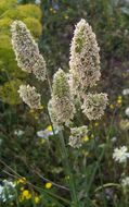 Слика од Dactylis glomerata subsp. hispanica (Roth) Nyman