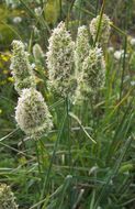 Image of Dactylis glomerata subsp. hispanica (Roth) Nyman