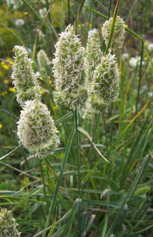 صورة Dactylis glomerata subsp. hispanica (Roth) Nyman