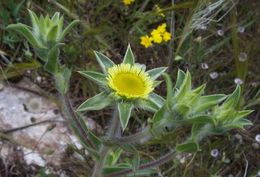 Image of Spiny Golden Star