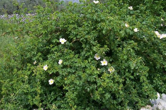 Image of dog rose