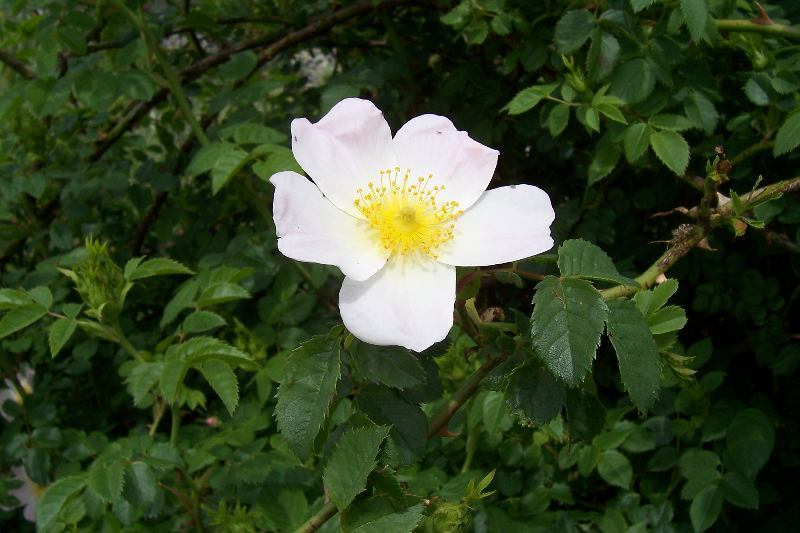 Image of dog rose